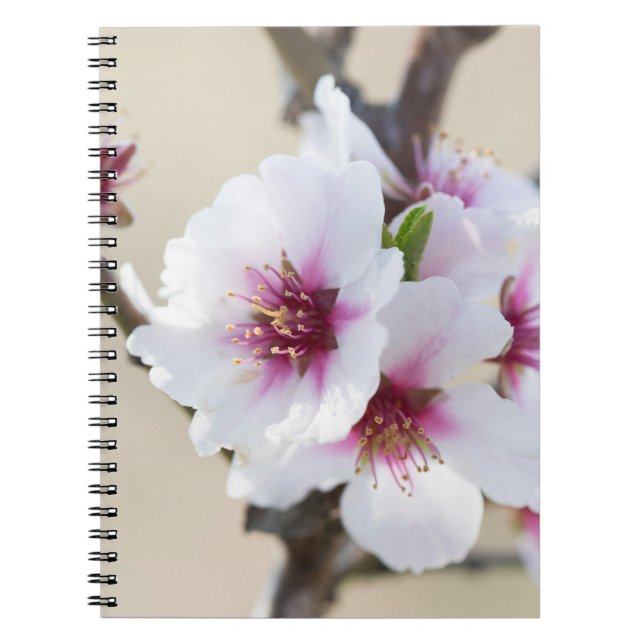 Almond blossoming notebook (Front)