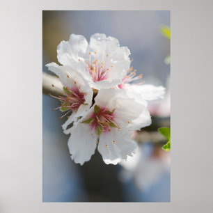 Almond blossoming poster