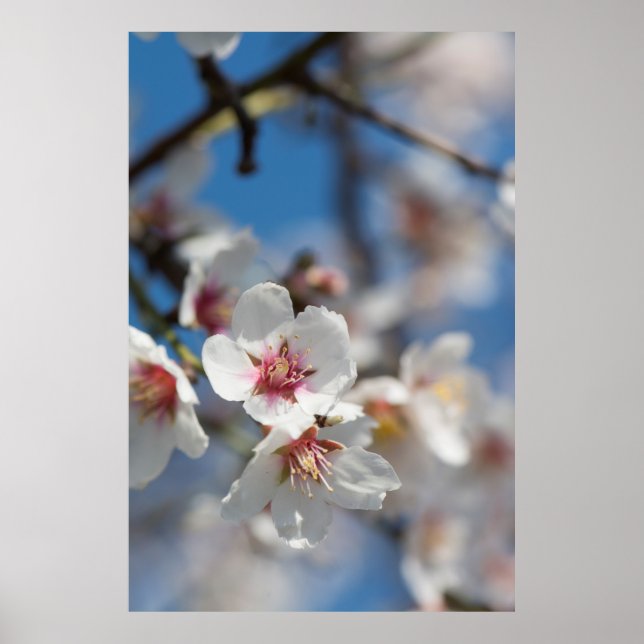 Almond blossoming poster (Front)