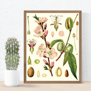 Almond Blossoms Botanical Poster