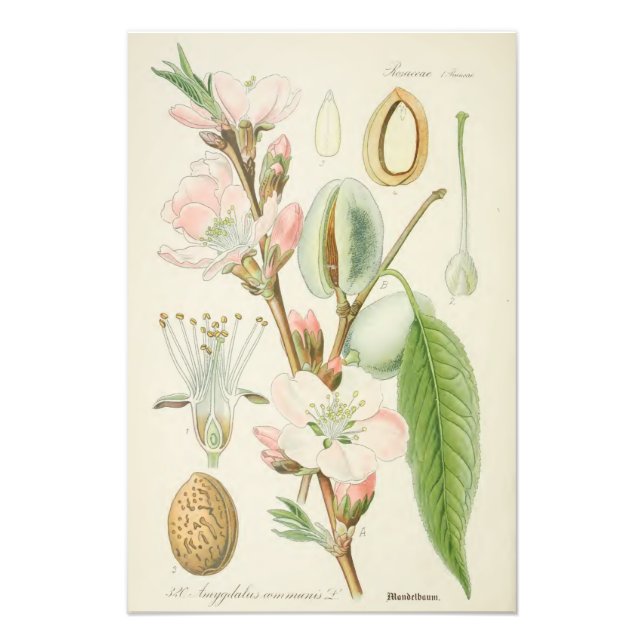 Almond Tree, Amygdalus communis, Photo Print (Front)