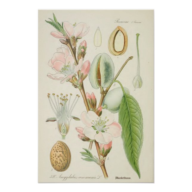 Almond Tree, Amygdalus communis, Poster (Front)