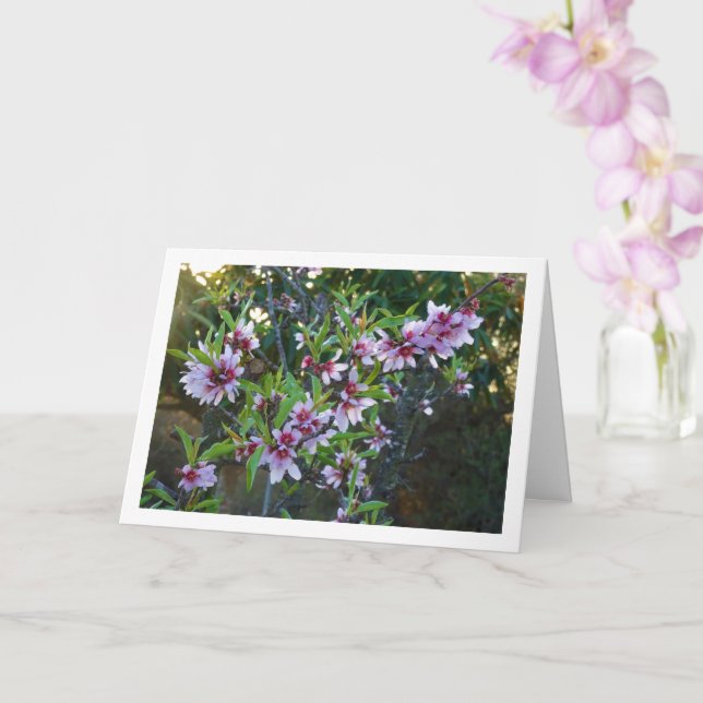 Almond Tree Blossom Card (Orchid)