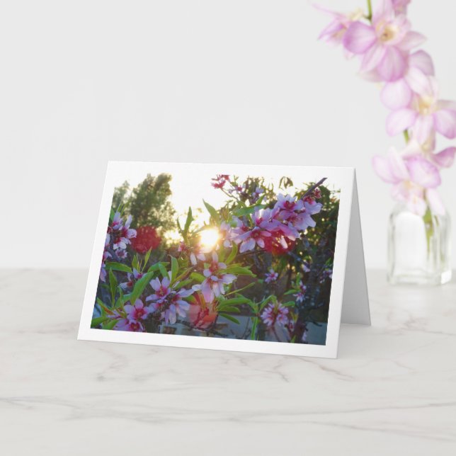 Almond Tree Blossom Sunset Card (Orchid)