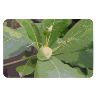 Almond Tree Closeup Magnet