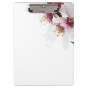 Almond tree flowers covered by snow clipboard