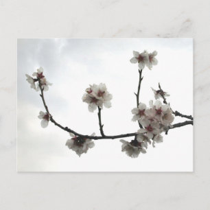almond tree postcard