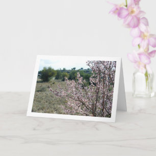 Almond Tree with Blossom Card