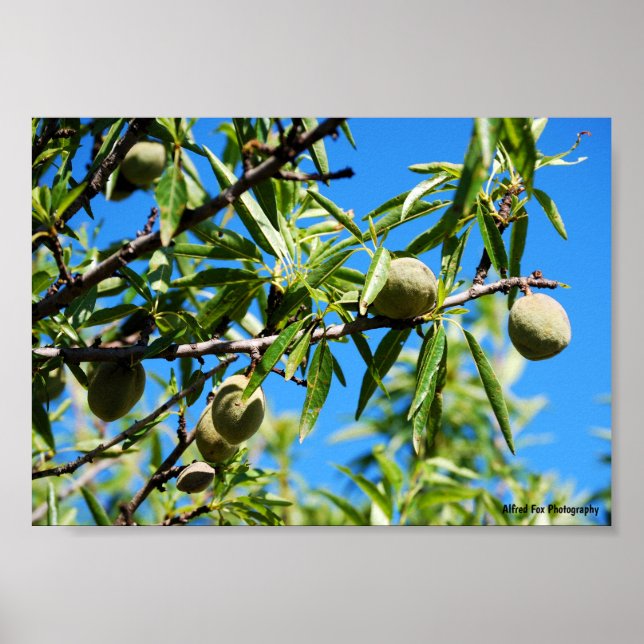 Almonds in Blue Sky Poster (Front)