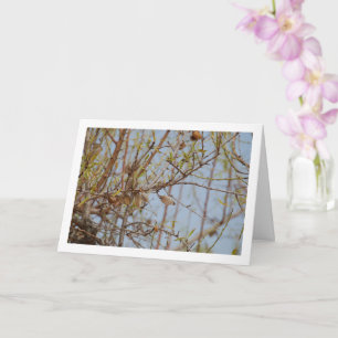 Almonds on Branch Card