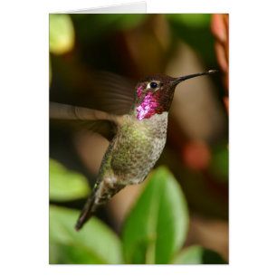almost - Hummingbird
