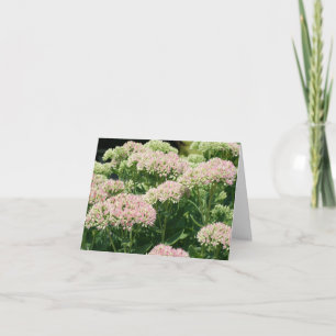Almost Sedum Flower Photography Note Card