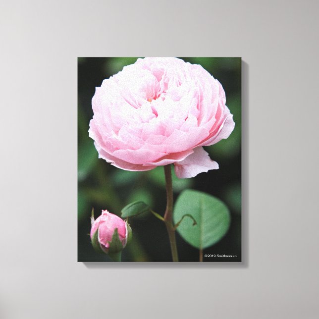 Alnwick Castle Rose Canvas Print (Front)