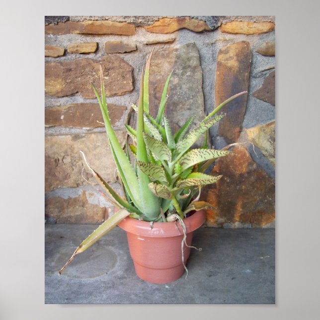 Aloe Combo Poster (Front)