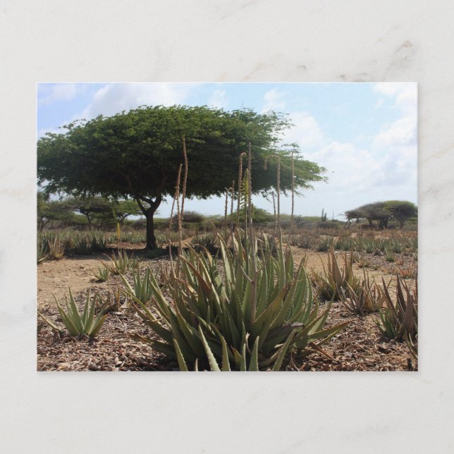 Aloe factory aruba postcard (Front)