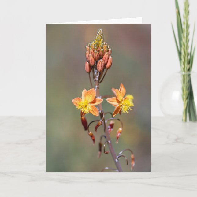 Aloe Flower Card (Front)