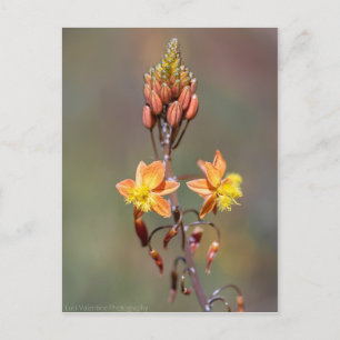 Aloe Flower Postcard