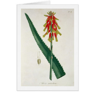 Aloe from 'Phytographie Medicale' by Joseph Roques