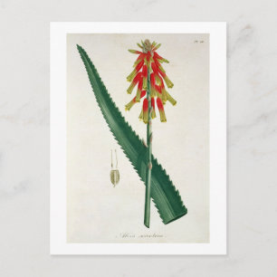 Aloe from 'Phytographie Medicale' by Joseph Roques Postcard