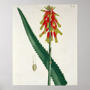 Aloe from 'Phytographie Medicale' by Joseph Roques Poster