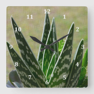 Aloe "Gator" Variegata Succulent Square Wall Clock