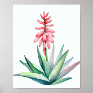 Aloe in bloom poster