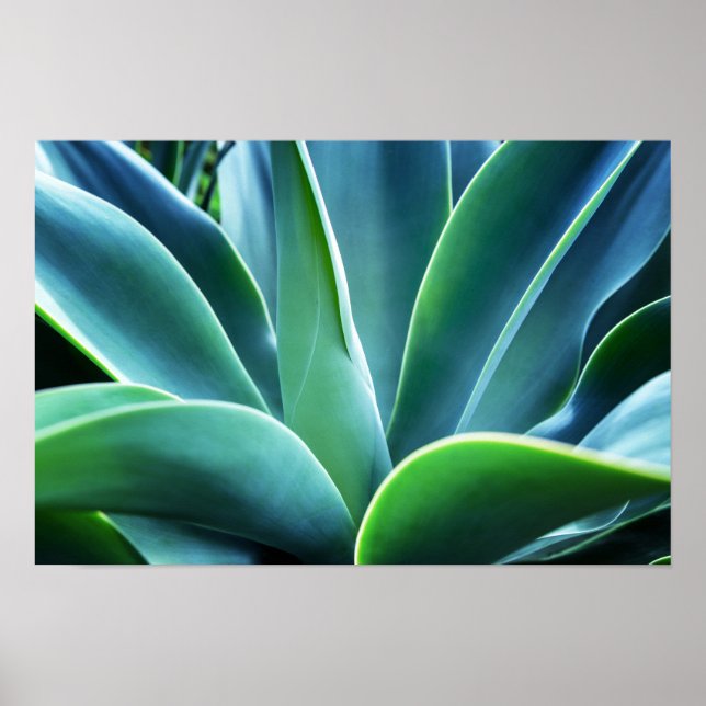 Aloe Leaves Poster (Front)