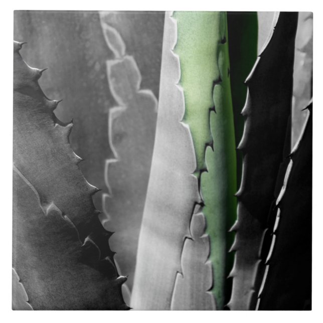 Aloe - Macro Fine Art Photograph in Black & White Ceramic Tile (Front)