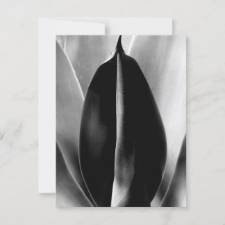 Aloe - Macro Fine Art Photograph in Black & White Postcard