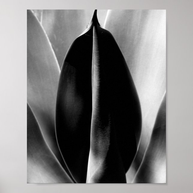 Aloe - Macro Fine Art Photograph in Black & White Poster (Front)