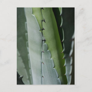 Aloe - Macro Fine Art Photograph  Postcard