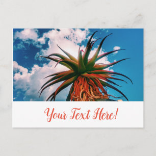 Aloe Succulent Orange Green Plant Postcard