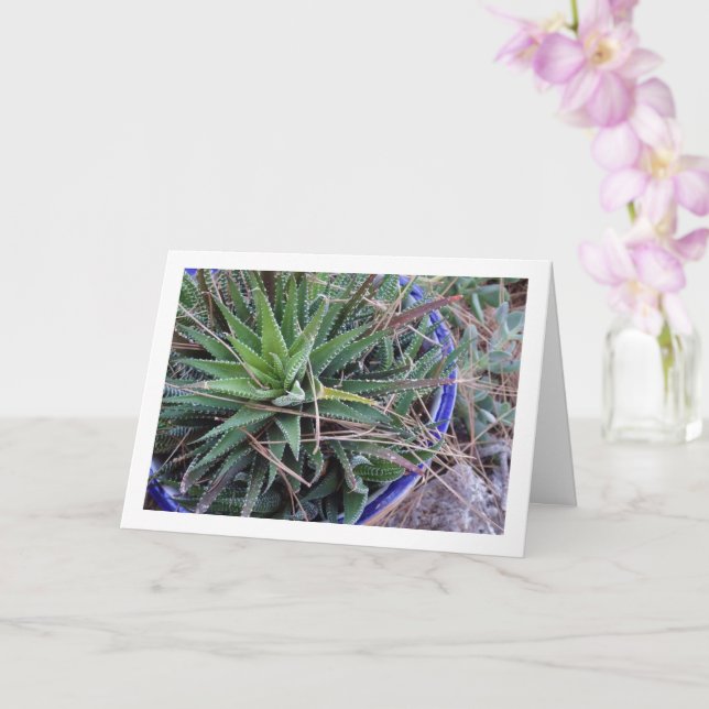 Aloe Succulent Plant in Pot Card (Orchid)