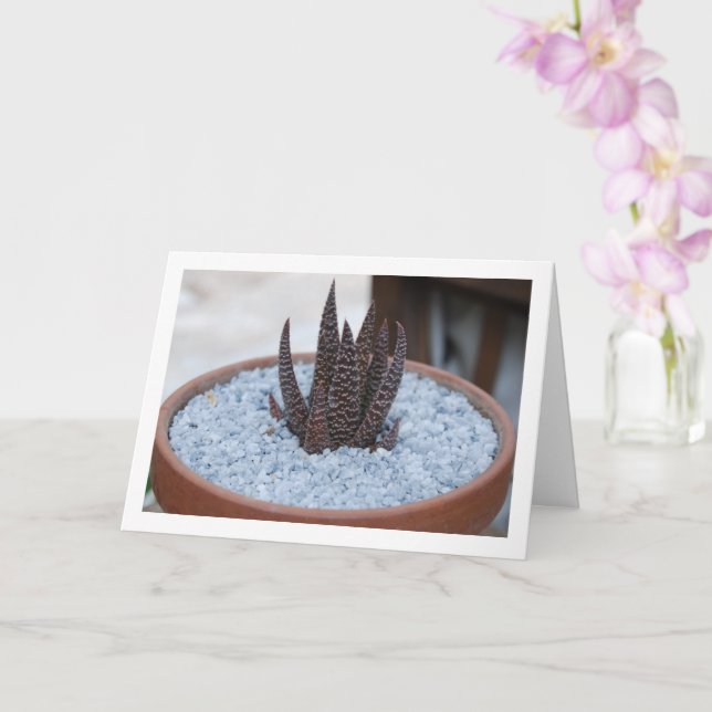 Aloe Twilight Zone Succulent Plant Card (Orchid)