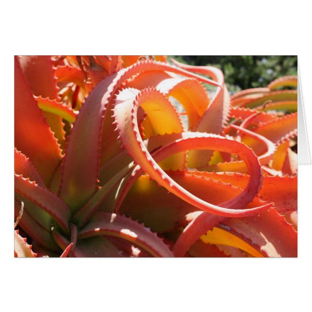 Aloe vanbalenii card (Front Horizontal)
