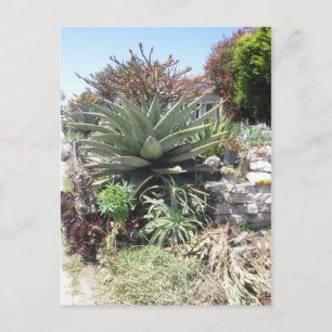 Aloe Vera Cactus Postcard