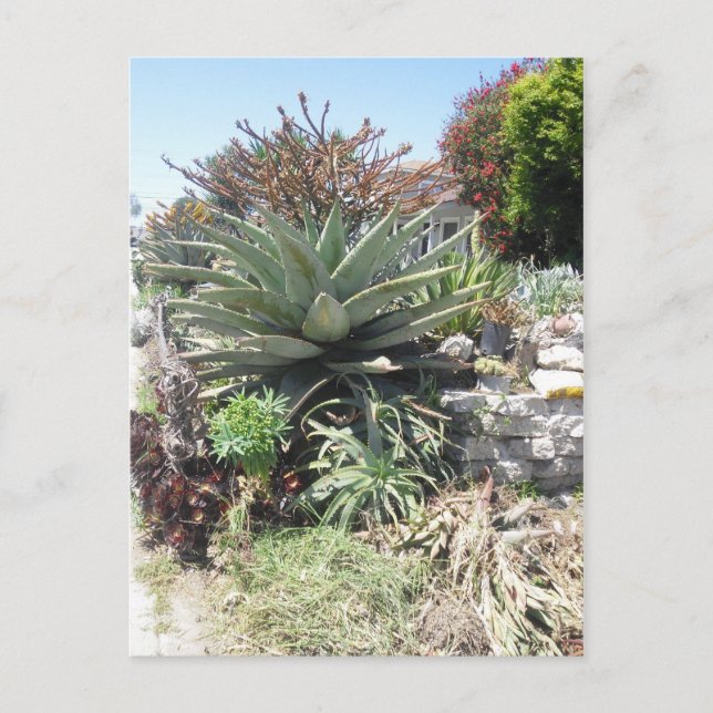Aloe Vera Cactus Postcard (Front)