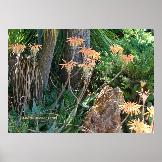 Aloe Vera Garden Poster (Front)