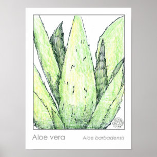 Aloe Vera Materia Medica Herbalist Botanical Poster