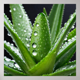 Aloe Vera plant Poster