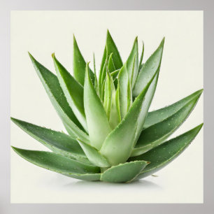 Aloe Vera plant Poster