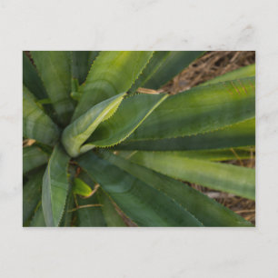 Aloe Vera Postcard