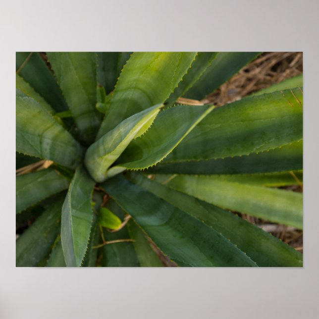 Aloe Vera Poster (Front)