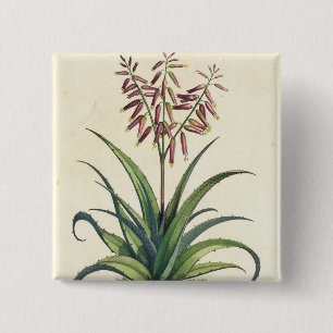 Aloe Vera Vulgaris, from 'Phytographia Curiosa', p 15 Cm Square Badge