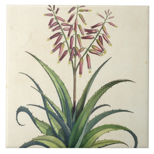 Aloe Vera Vulgaris, from 'Phytographia Curiosa', p Ceramic Tile (Front)