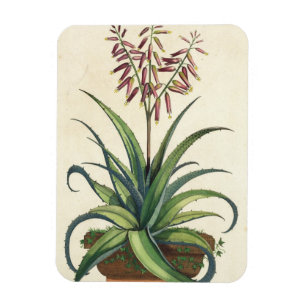 Aloe Vera Vulgaris, from 'Phytographia Curiosa', p Magnet