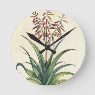 Aloe Vera Vulgaris, from 'Phytographia Curiosa', p Round Clock
