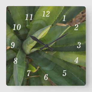 Aloe Vera Wall Clock