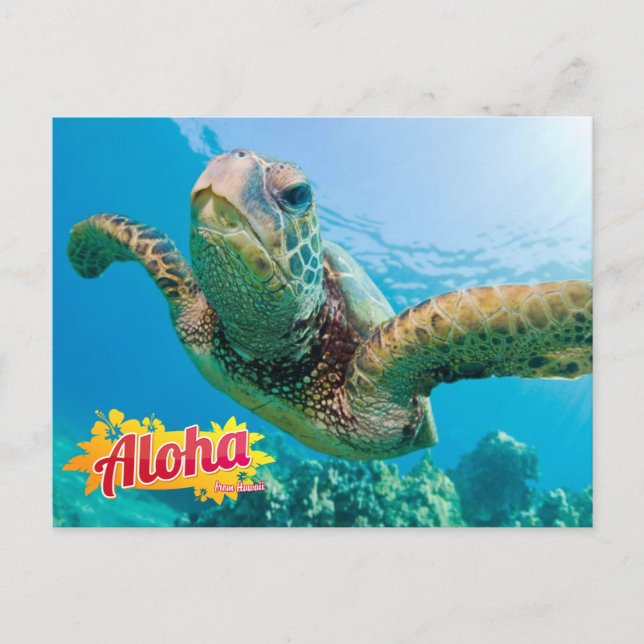 Aloha from Hawaii Honu Green Sea Turtle Postcard (Front)