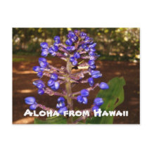 Aloha from Hawaii